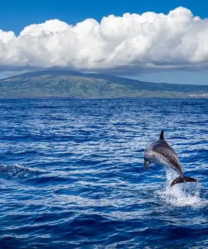 Autoridade de Gestão vai coordenar proteção das áreas marinhas nos Açores